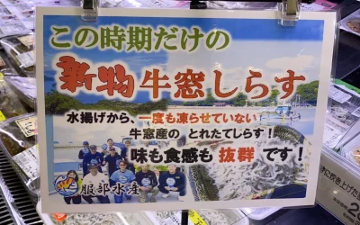 2024シーズン しらす漁が始まりました